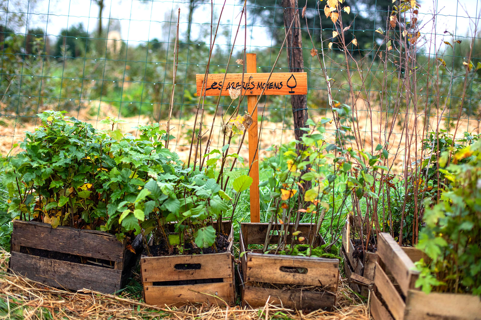 Mi az a Miyawaki-erdő?
