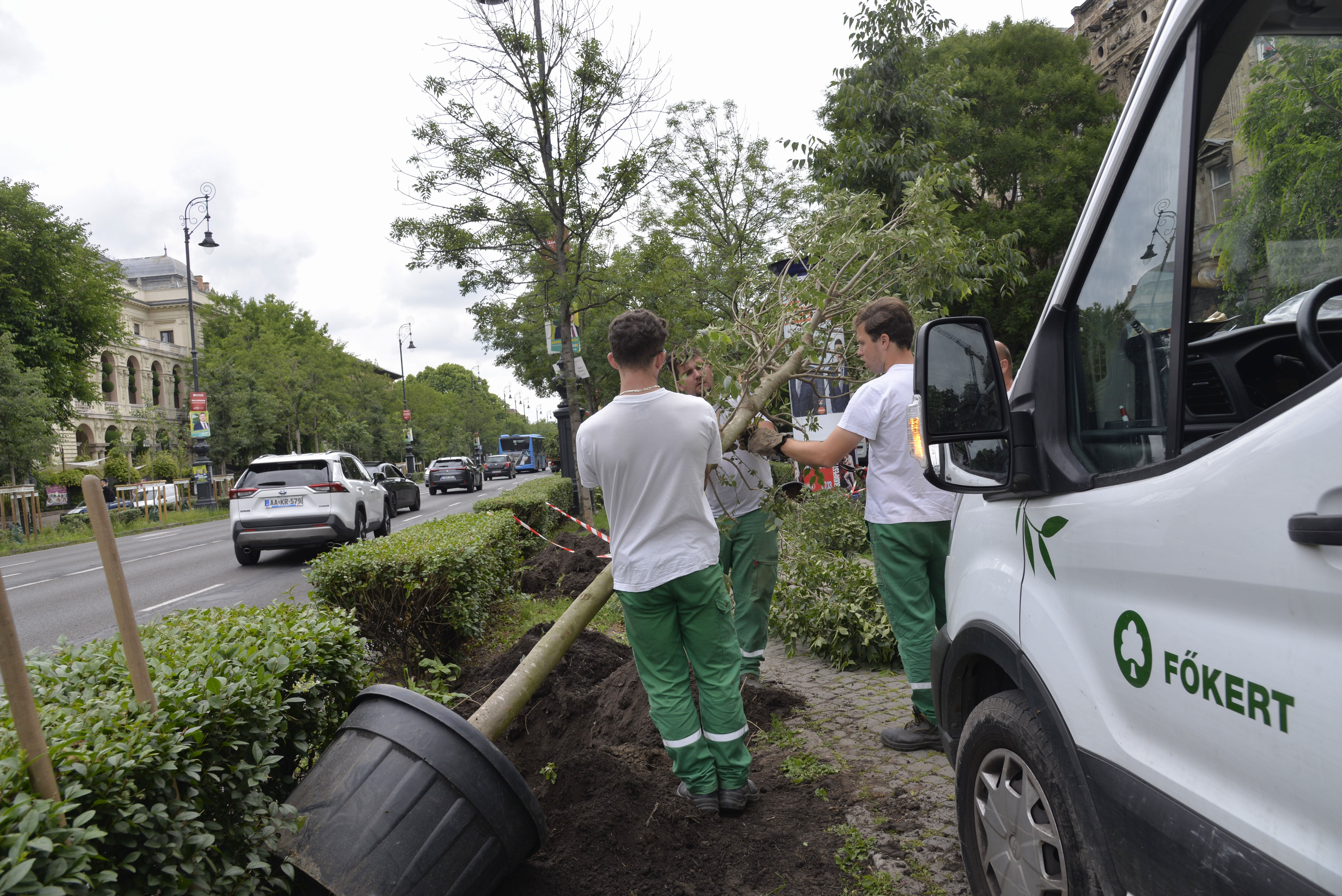 Hogyan zajlik a faültetés Budapesten?
