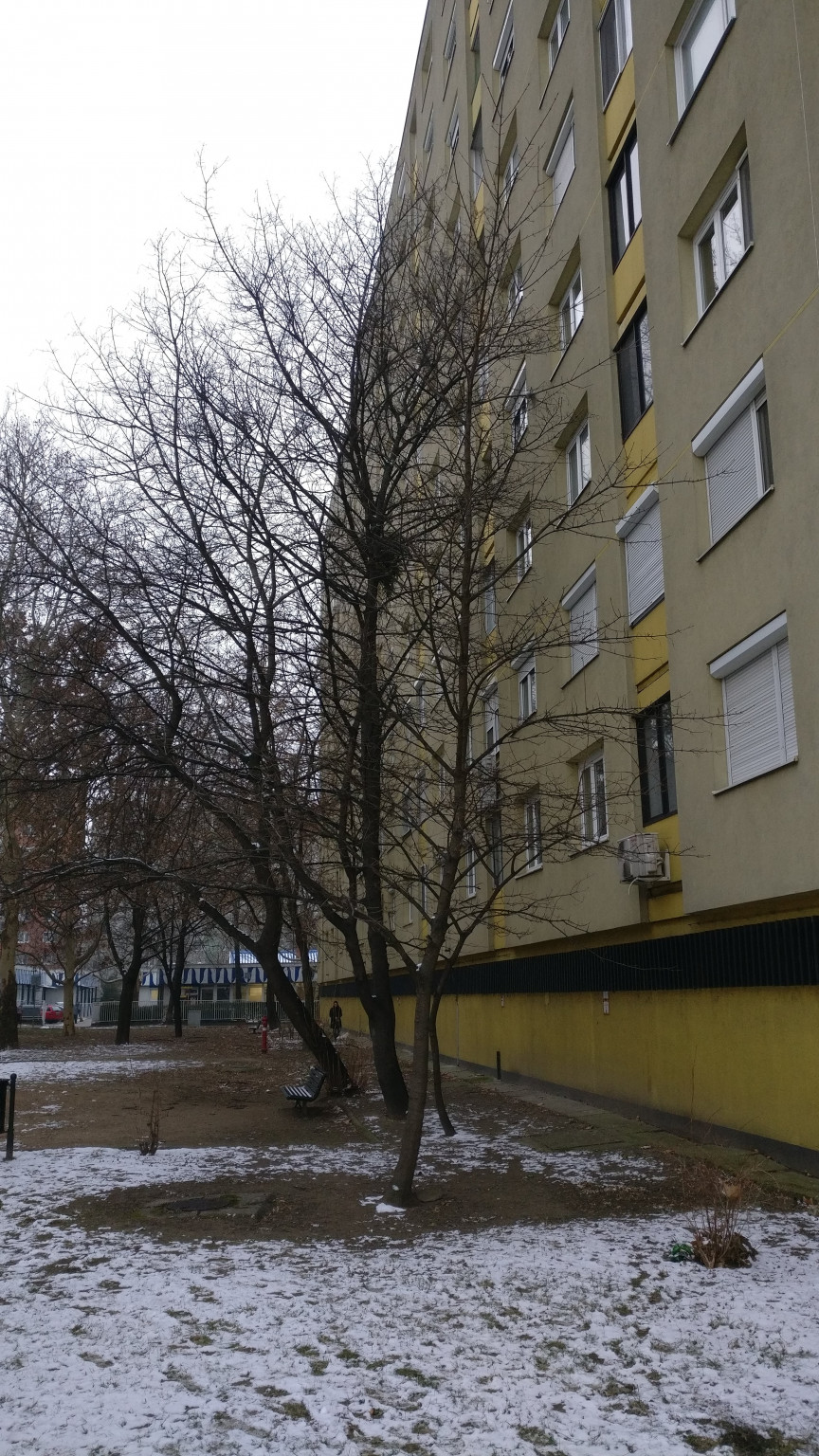 ágak közé akadt fenyő