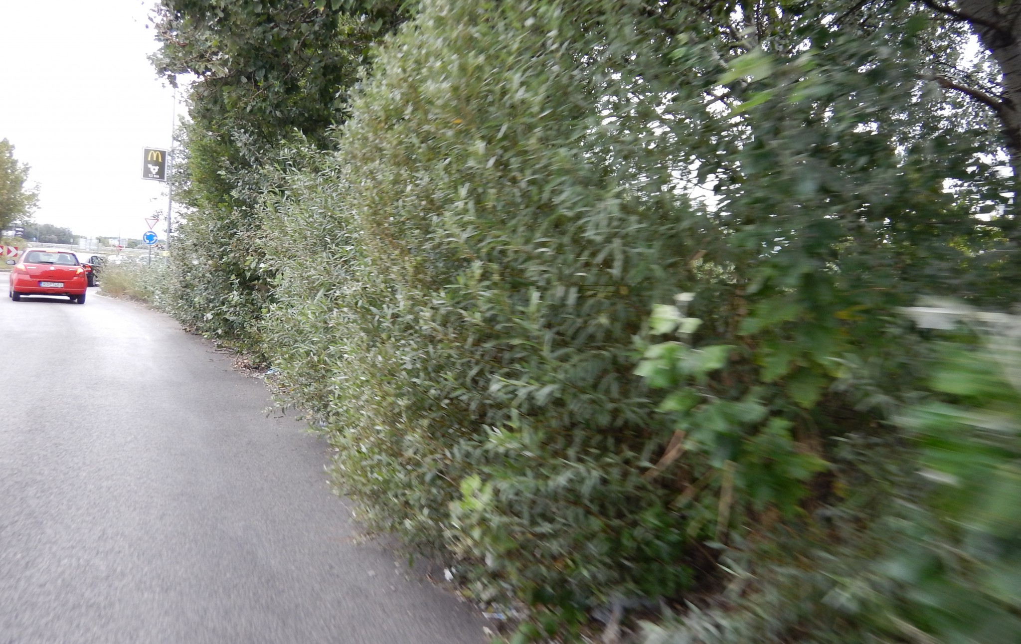 Felhasználónk XVIII Béla képe