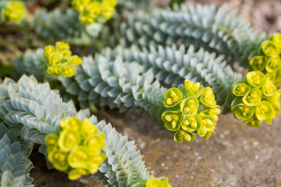 Délszaki kutyatej<br />Fotó:gardenersworld.com<br />