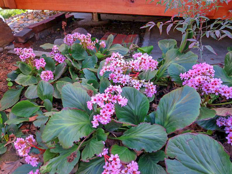 Szívlevelű bőrlevél<br />Fotó:palmnursery.com.au